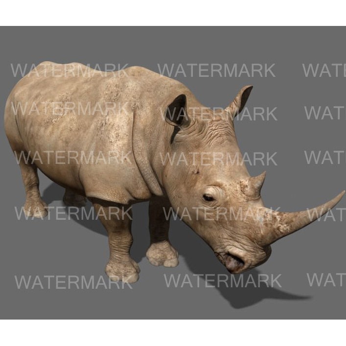 Rhinoceros 3D Model – Realistic High Poly Game Asset, FBX - View 14