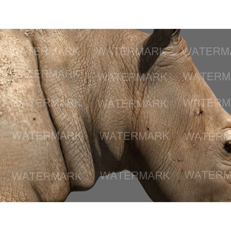 Rhinoceros 3D Model – Realistic High Poly Game Asset, FBX - View 16