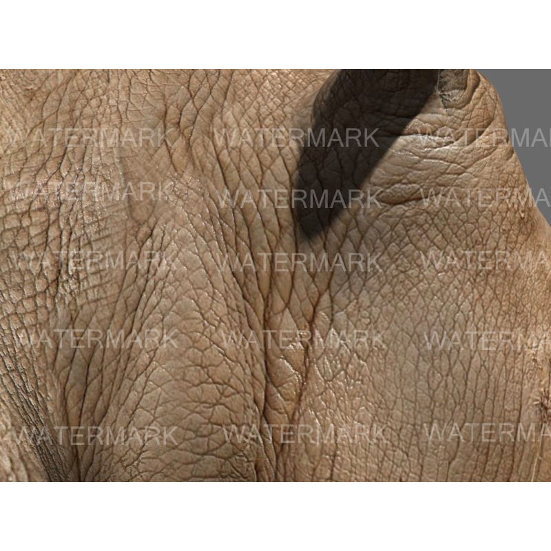 Rhinoceros 3D Model – Realistic High Poly Game Asset, FBX - View 18