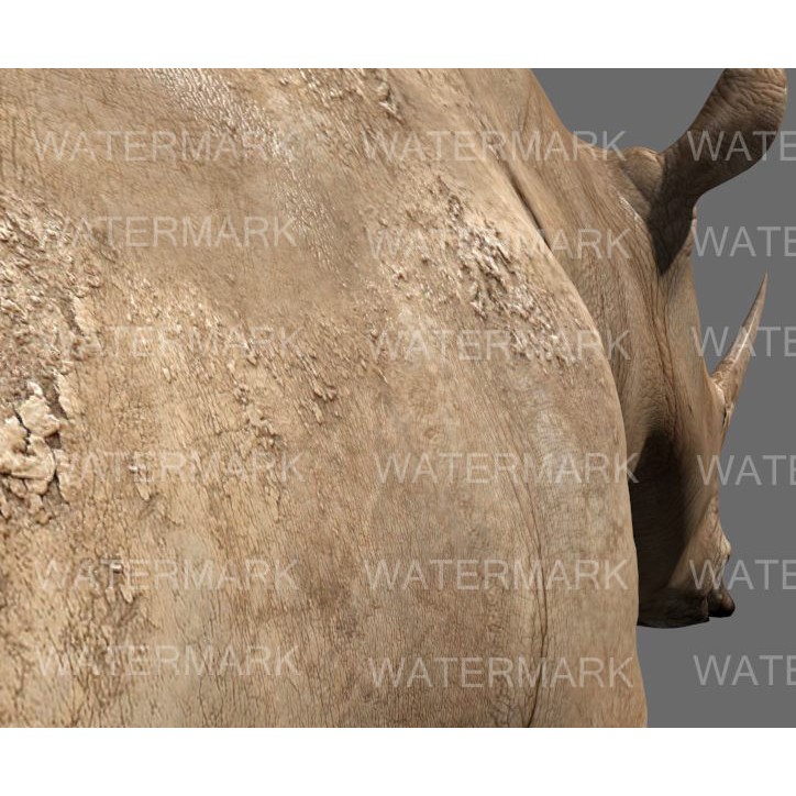 Rhinoceros 3D Model – Realistic High Poly Game Asset, FBX - View 19