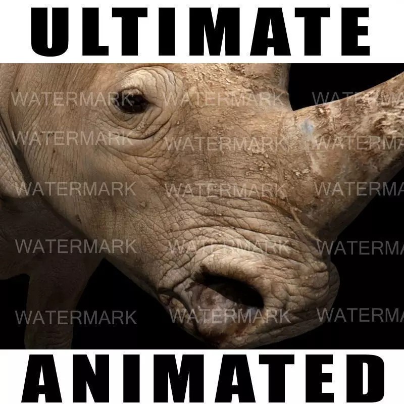 Rhinoceros 3D Model – Realistic High Poly Game Asset, FBX - View 2
