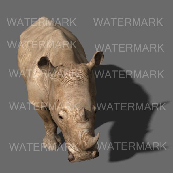 Rhinoceros 3D Model – Realistic High Poly Game Asset, FBX - View 26