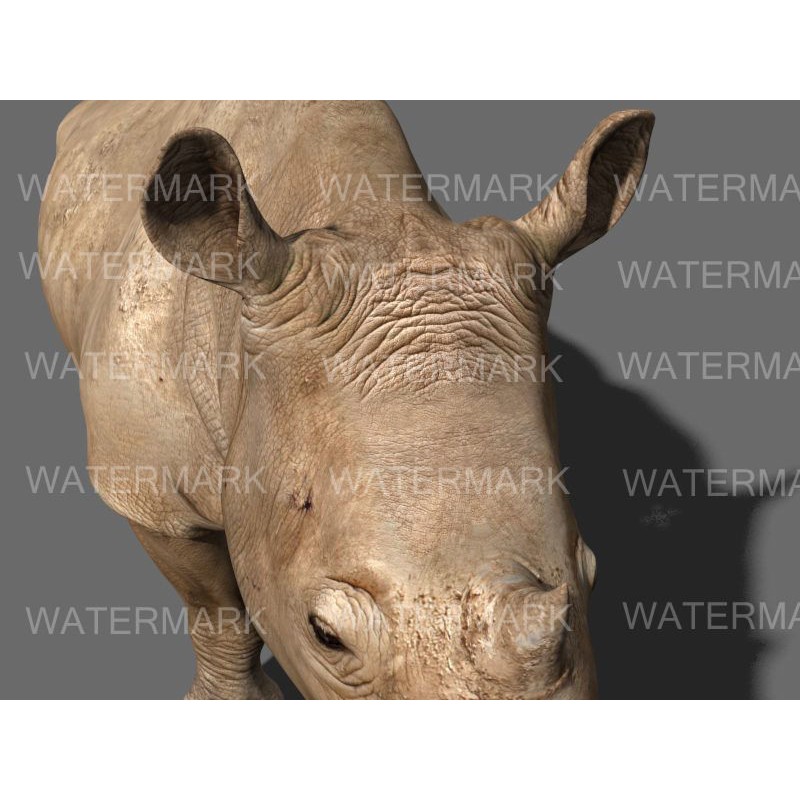 Rhinoceros 3D Model – Realistic High Poly Game Asset, FBX - View 27