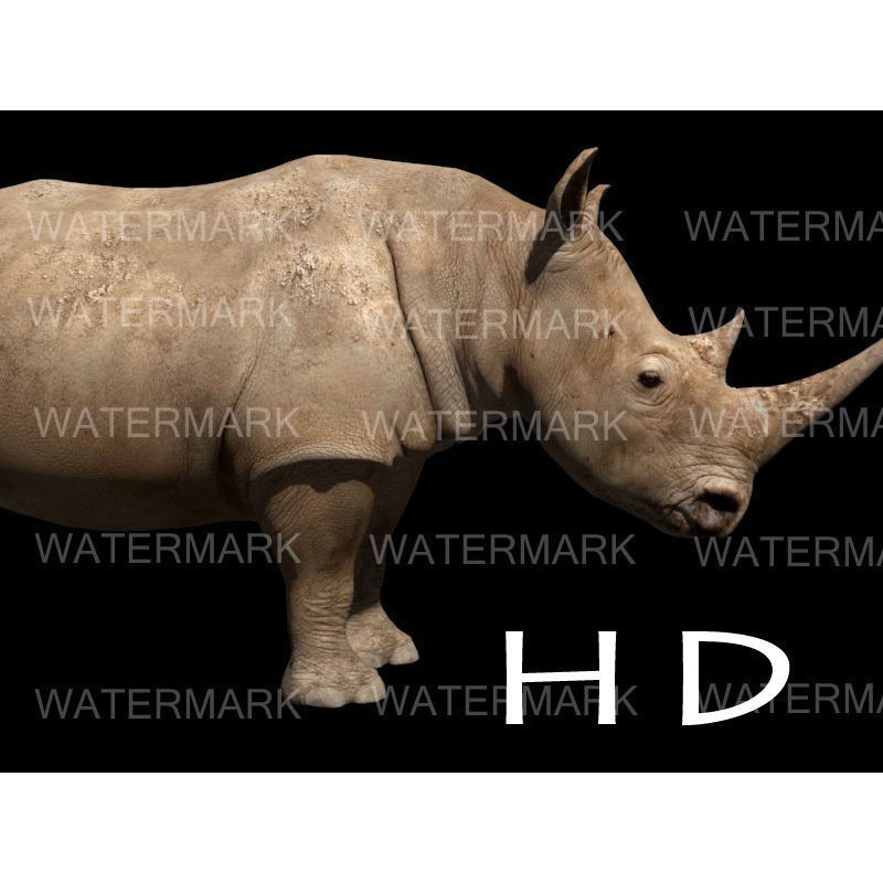 Rhinoceros 3D Model – Realistic High Poly Game Asset, FBX - View 3
