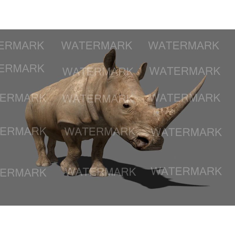 Rhinoceros 3D Model – Realistic High Poly Game Asset, FBX - View 39