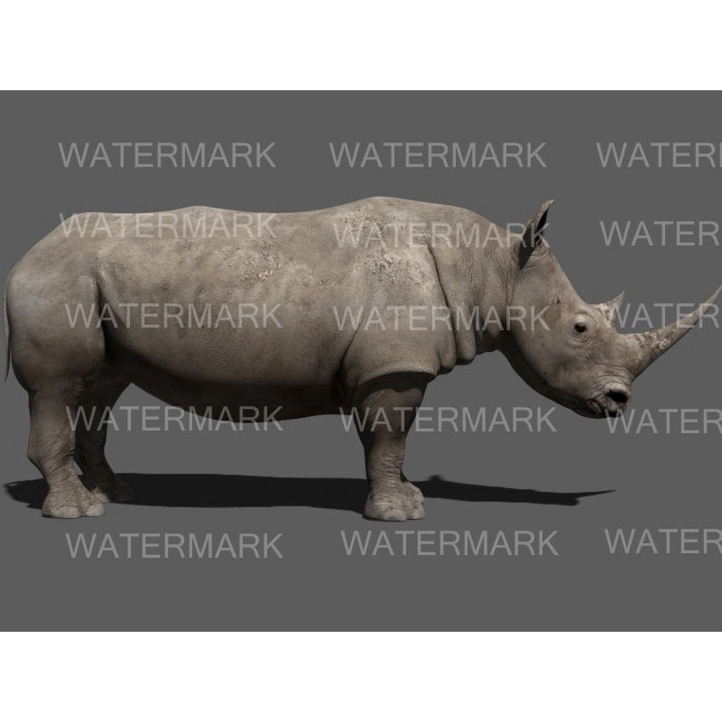 Rhinoceros 3D Model – Realistic High Poly Game Asset, FBX - View 41