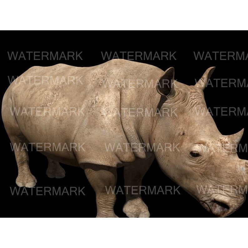 Rhinoceros 3D Model – Realistic High Poly Game Asset, FBX - View 5