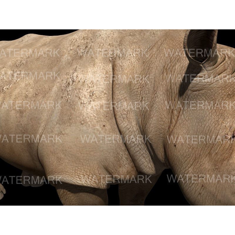 Rhinoceros 3D Model – Realistic High Poly Game Asset, FBX - View 6
