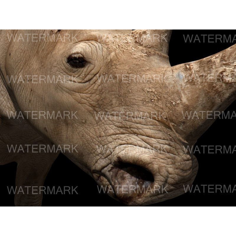 Rhinoceros 3D Model – Realistic High Poly Game Asset, FBX - View 7