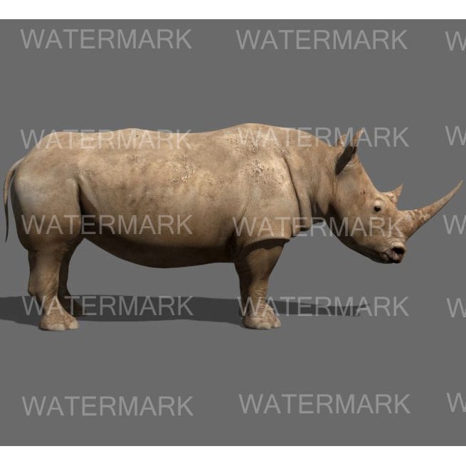 Rhinoceros 3D Model – Realistic High Poly Game Asset, FBX - View 9