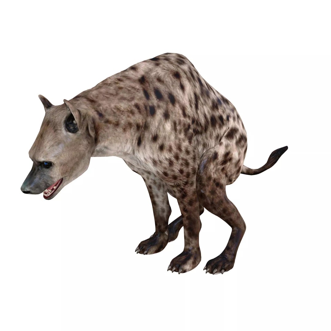 Rigged Lion 3D Model – Low Poly Animal Asset, FBX, PBR - View 5
