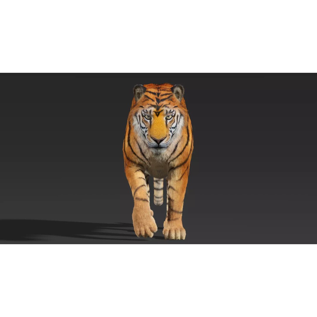 Tiger FUR Rigged 3D Model – High Detail Animal Asset, FBX, OBJ - View 10