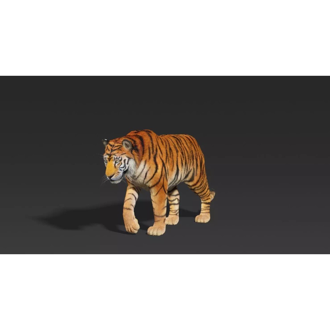 Tiger FUR Rigged 3D Model – High Detail Animal Asset, FBX, OBJ - View 11