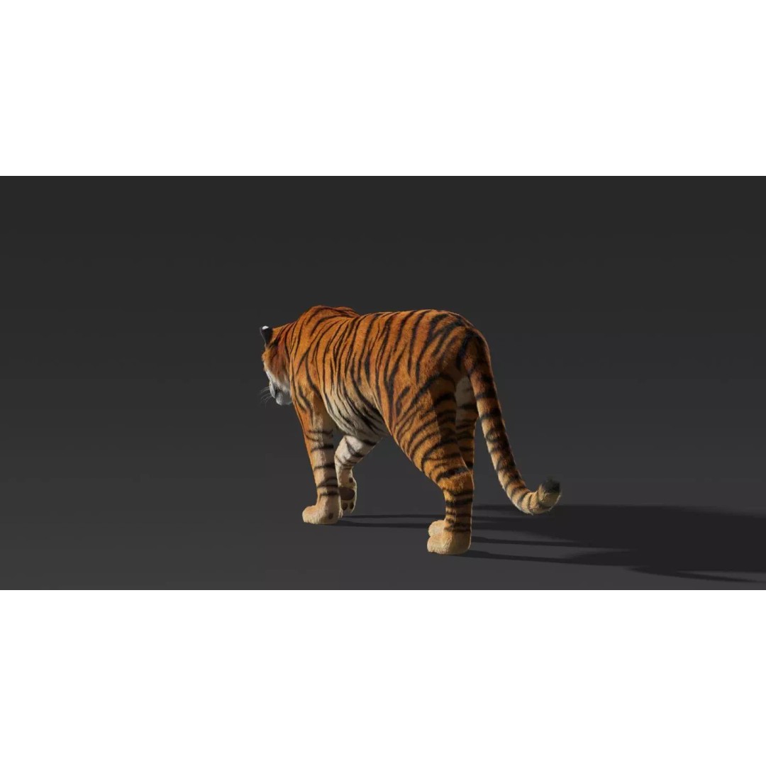 Tiger FUR Rigged 3D Model – High Detail Animal Asset, FBX, OBJ - View 12