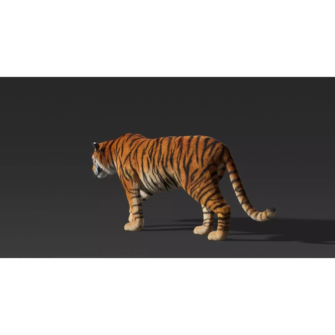 Tiger FUR Rigged 3D Model – High Detail Animal Asset, FBX, OBJ - View 13