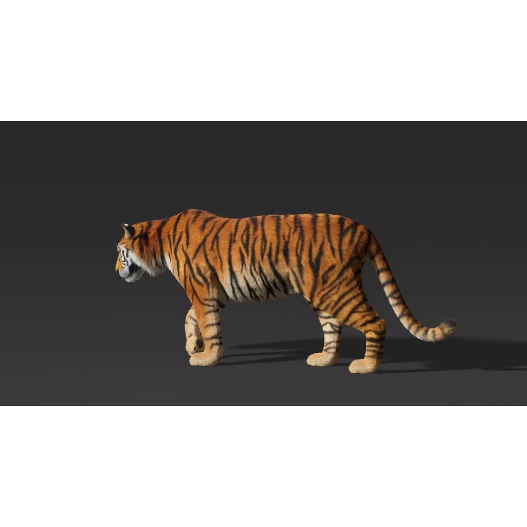 Tiger FUR Rigged 3D Model – High Detail Animal Asset, FBX, OBJ - View 14