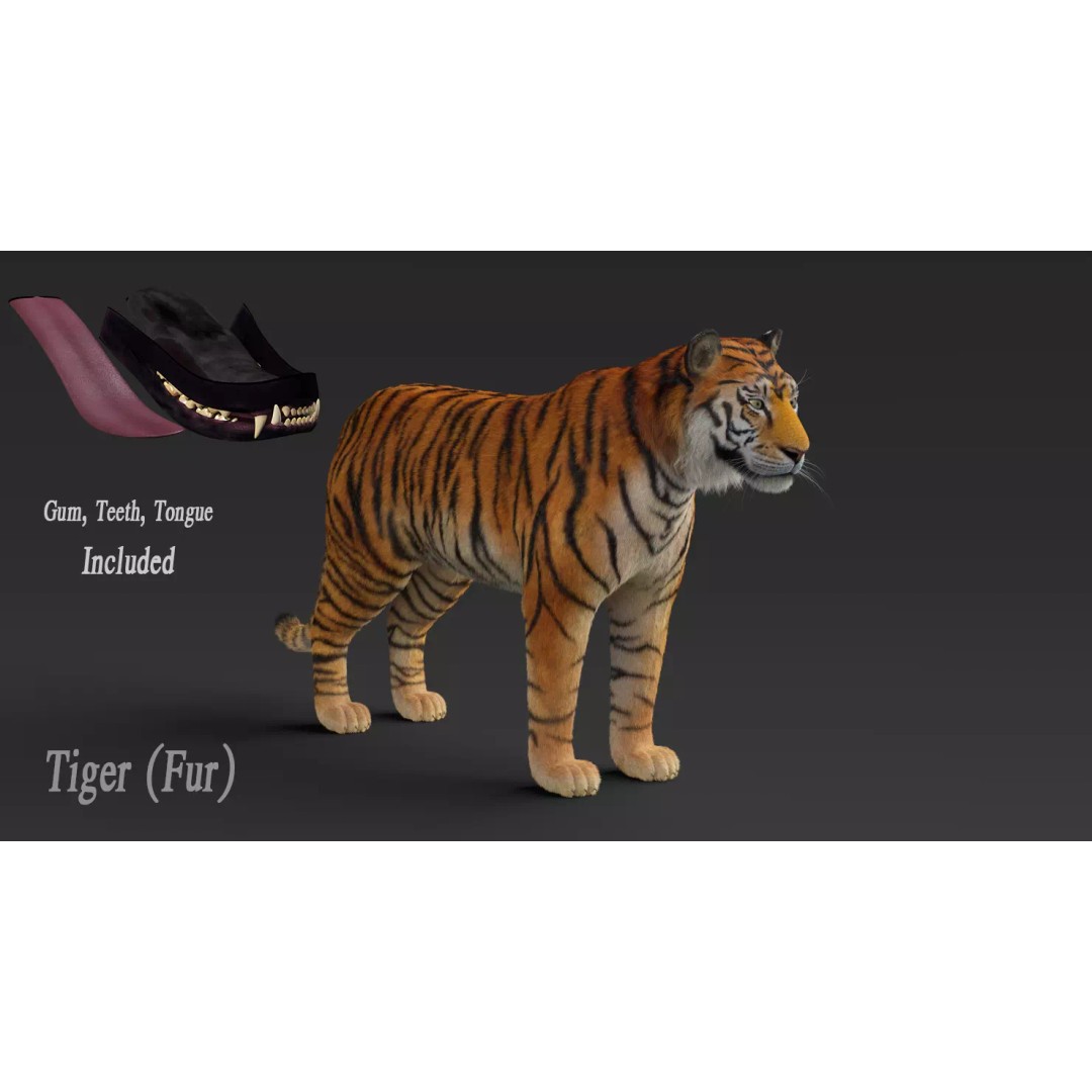 Tiger FUR Rigged 3D Model – High Detail Animal Asset, FBX, OBJ - View 15