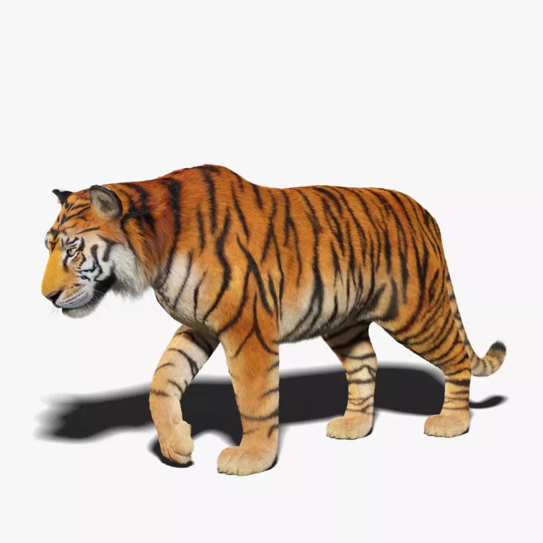 Tiger FUR Rigged 3D Model – High Detail Animal Asset, FBX, OBJ - View 2