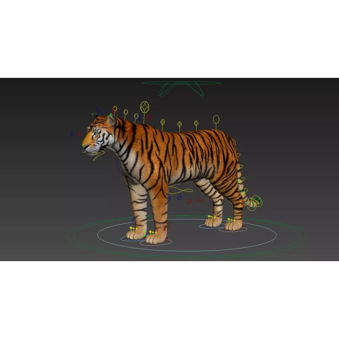 Tiger FUR Rigged 3D Model – High Detail Animal Asset, FBX, OBJ - View 20