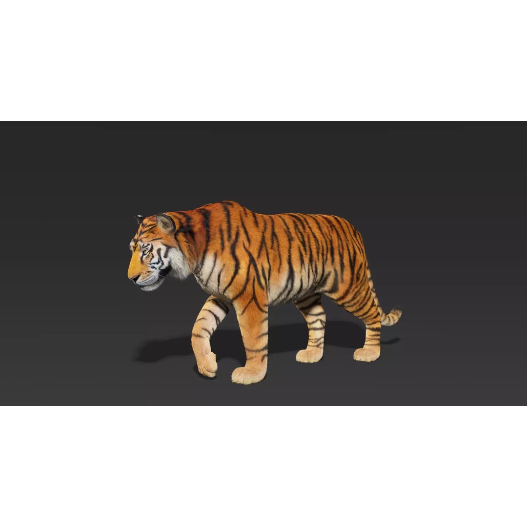 Tiger FUR Rigged 3D Model – High Detail Animal Asset, FBX, OBJ - View 3