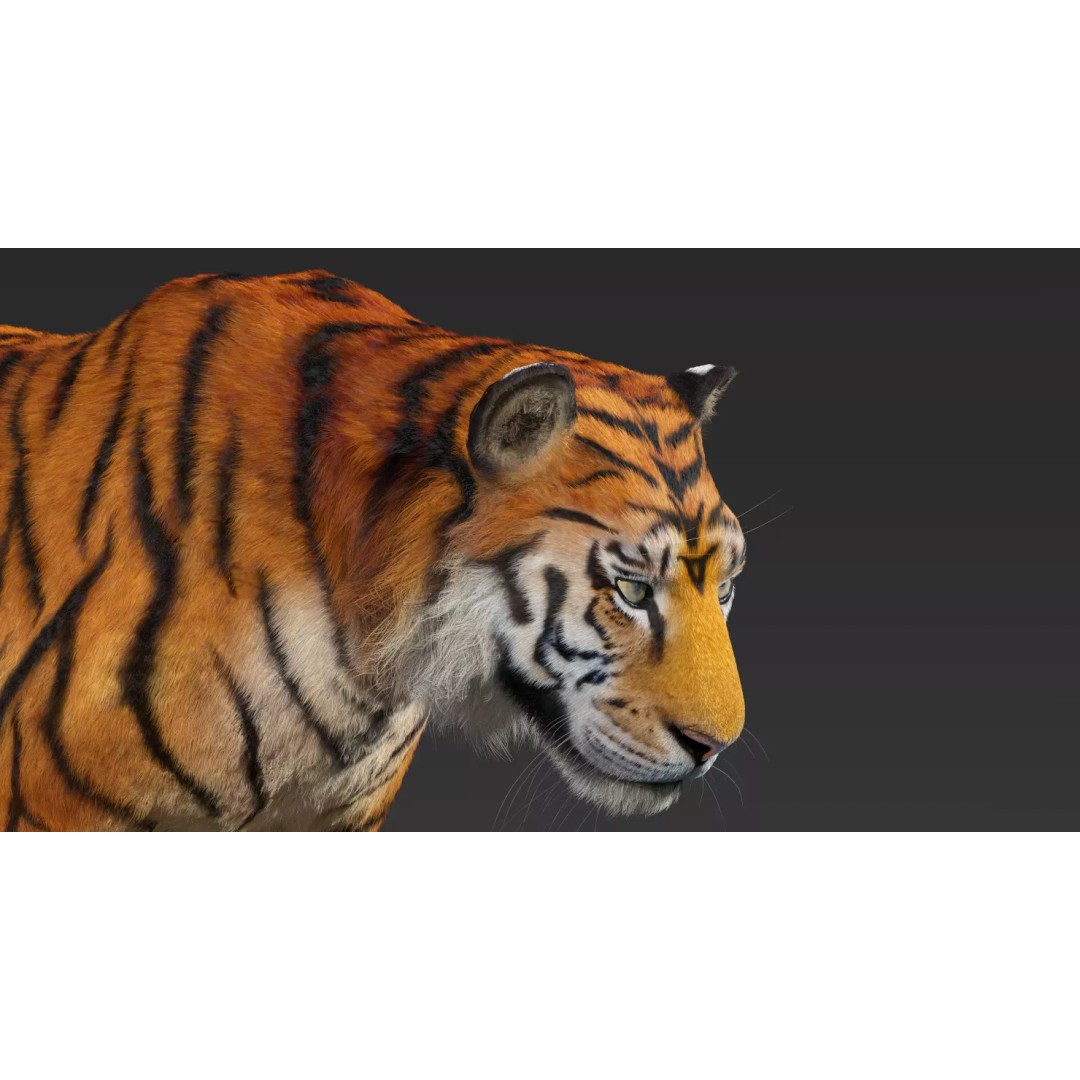 Tiger FUR Rigged 3D Model – High Detail Animal Asset, FBX, OBJ - View 4