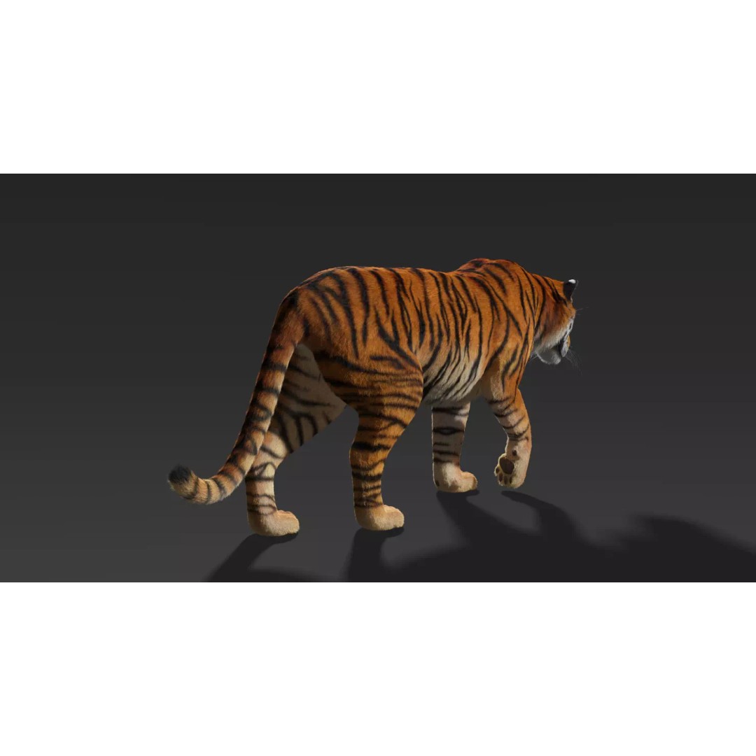 Tiger FUR Rigged 3D Model – High Detail Animal Asset, FBX, OBJ - View 6