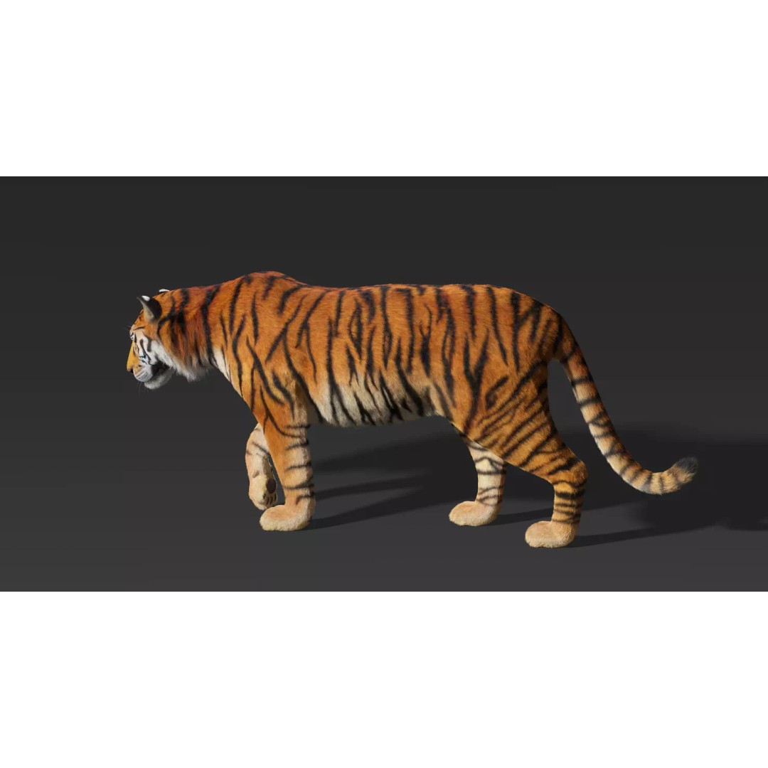 Tiger FUR Rigged 3D Model – High Detail Animal Asset, FBX, OBJ - View 7