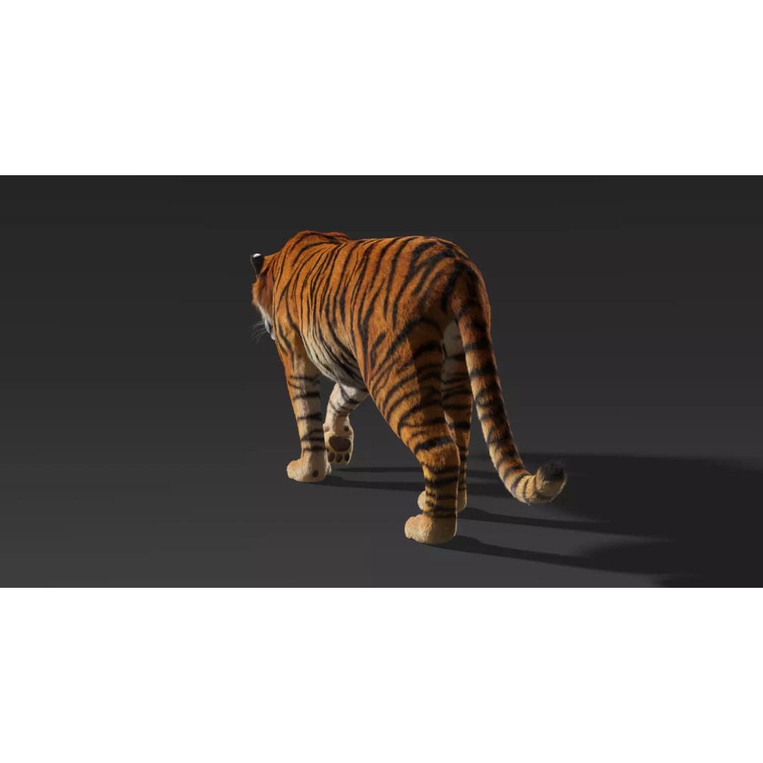 Tiger FUR Rigged 3D Model – High Detail Animal Asset, FBX, OBJ - View 8