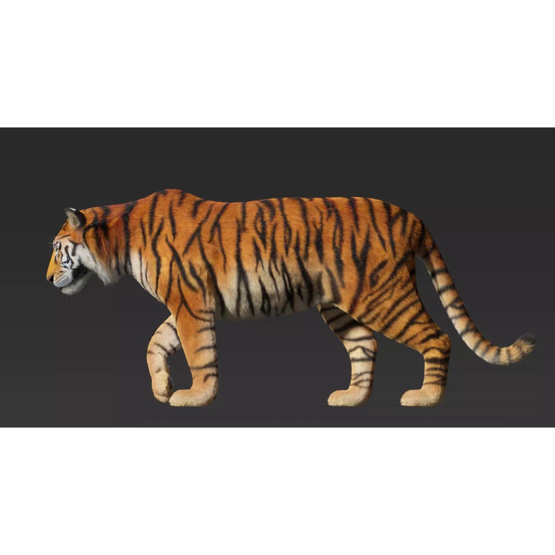 Tiger FUR Rigged 3D Model – High Detail Animal Asset, FBX, OBJ - View 9