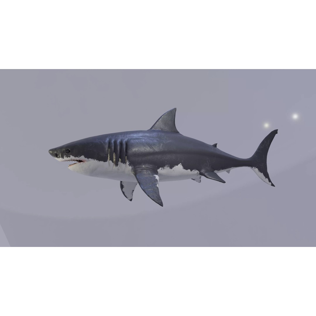 Great White Shark 3D Model – Low Poly Animated Rigged Asset, FBX - View 2