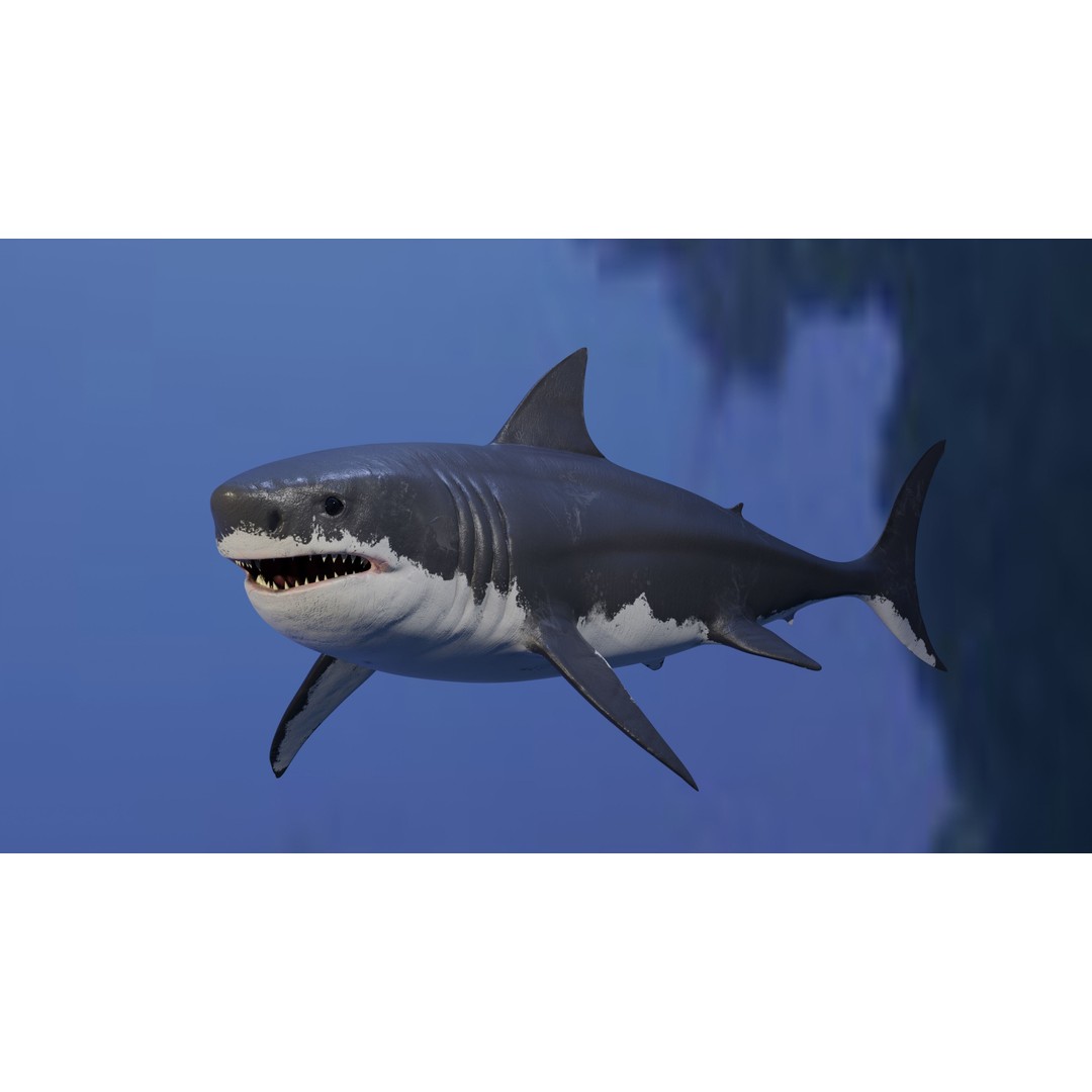 Great White Shark 3D Model – Low Poly Animated Rigged Asset, FBX - View 3