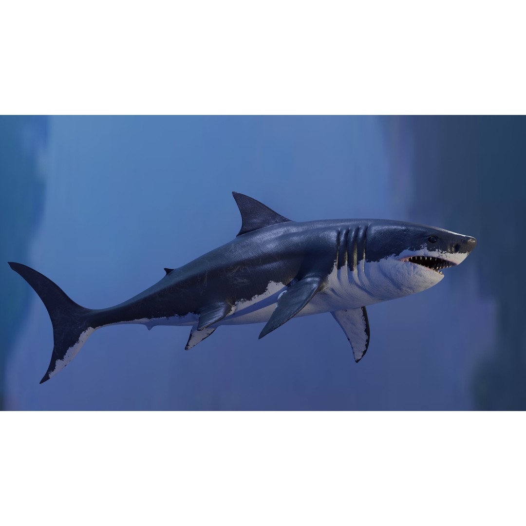 Great White Shark 3D Model – Low Poly Animated Rigged Asset, FBX - View 4