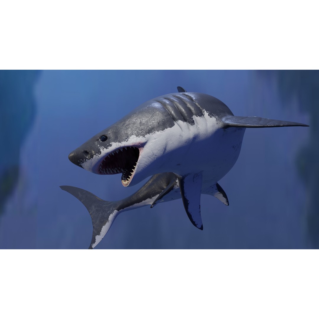 Great White Shark 3D Model – Low Poly Animated Rigged Asset, FBX - View 6