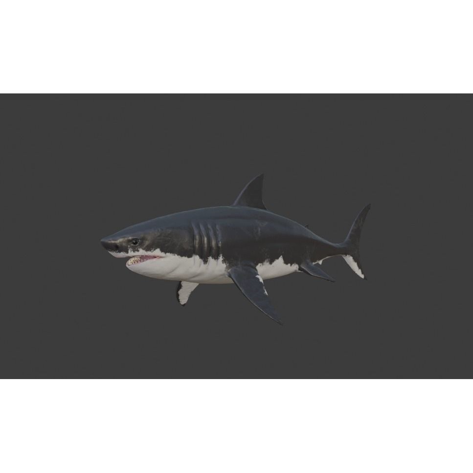 Great White Shark 3D Model – Low Poly Animated Rigged Asset, FBX - View 8