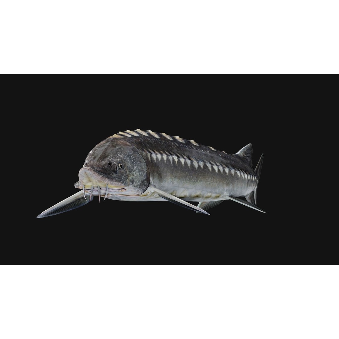 Sturgeon Freshwater Fish 3D Model – Low Poly Rigged Asset, FBX