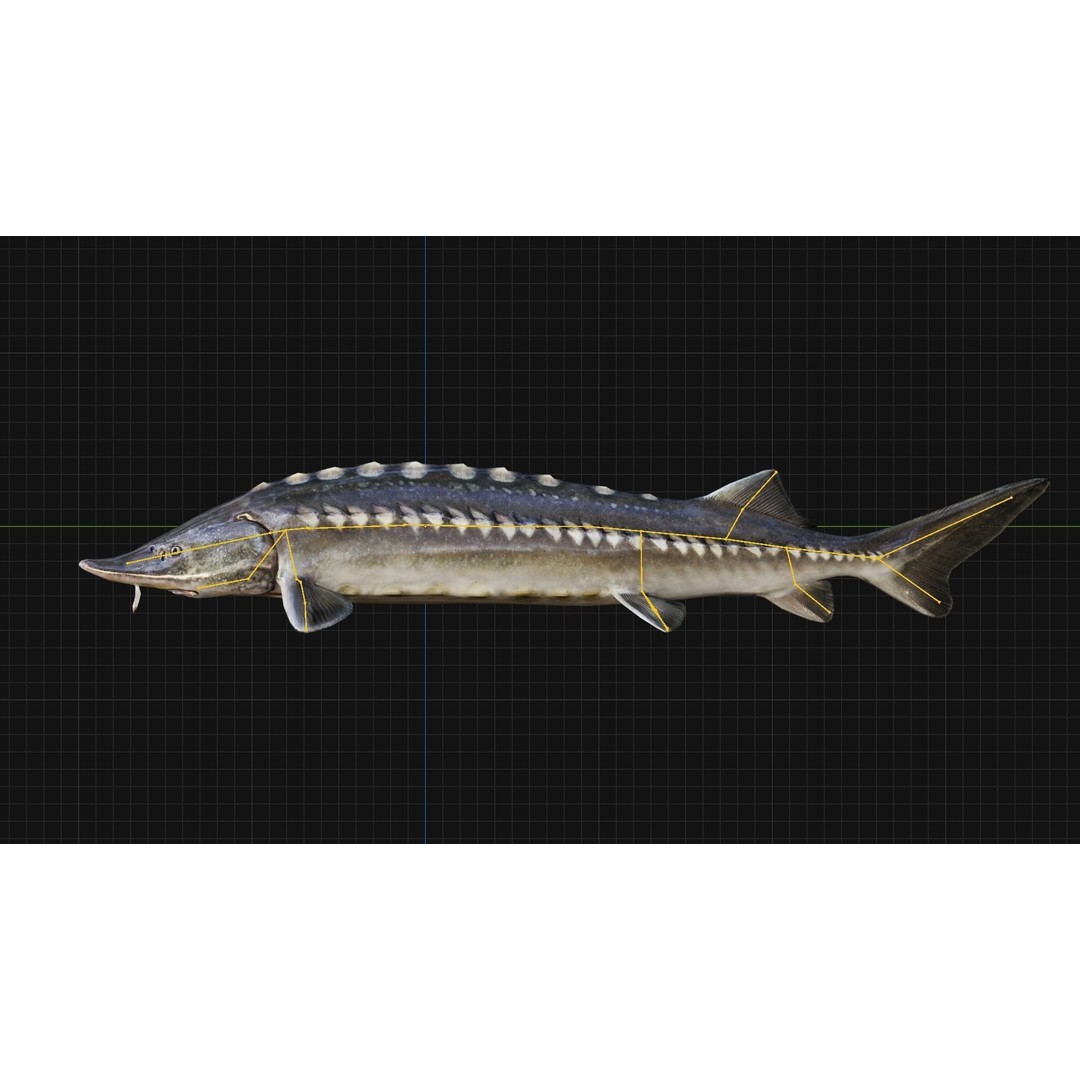 Sturgeon Freshwater Fish 3D Model – Low Poly Rigged Asset, FBX - View 10