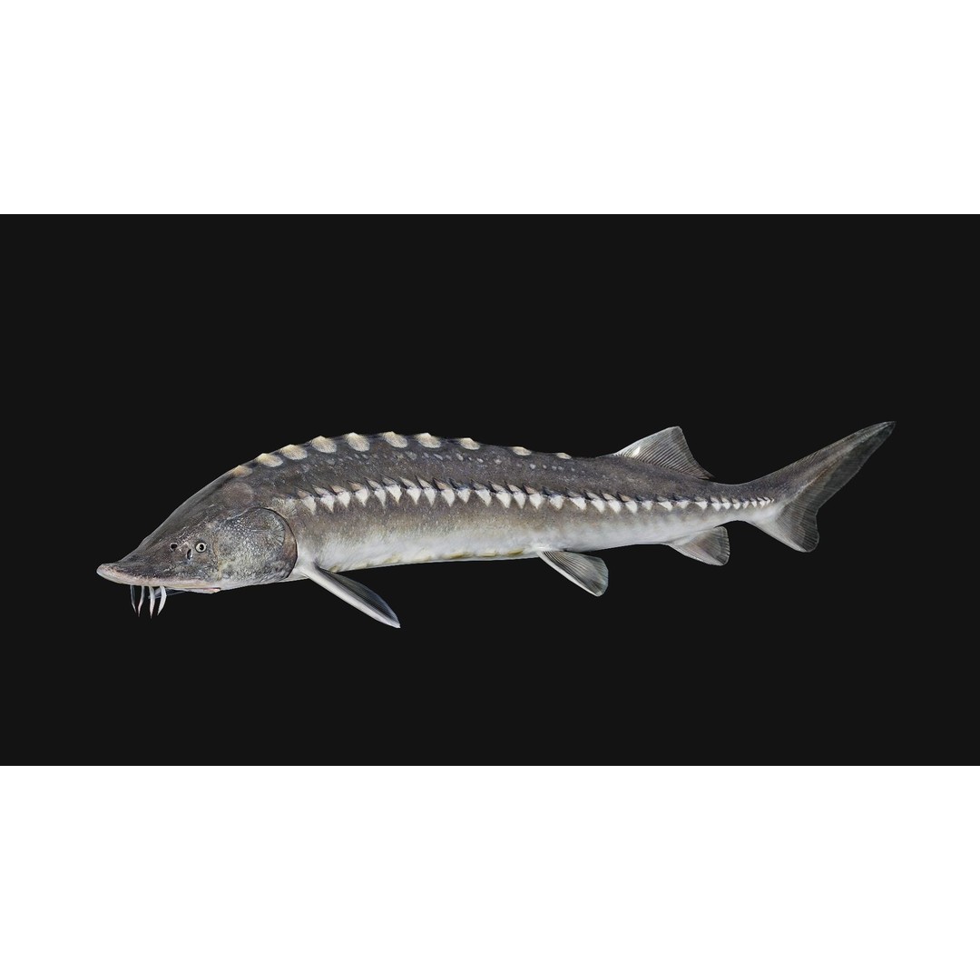 Sturgeon Freshwater Fish 3D Model – Low Poly Rigged Asset, FBX - View 14