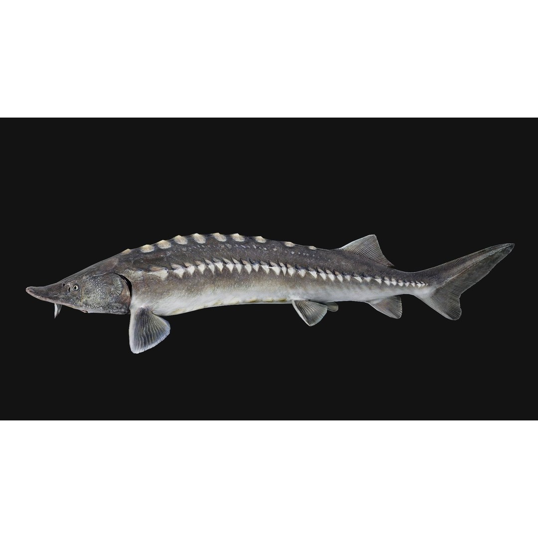 Sturgeon Freshwater Fish 3D Model – Low Poly Rigged Asset, FBX - View 15