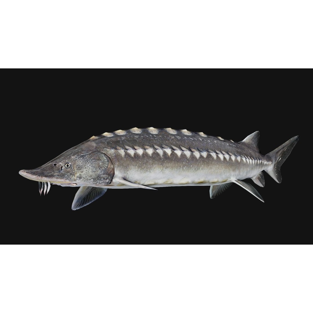 Sturgeon Freshwater Fish 3D Model – Low Poly Rigged Asset, FBX - View 16