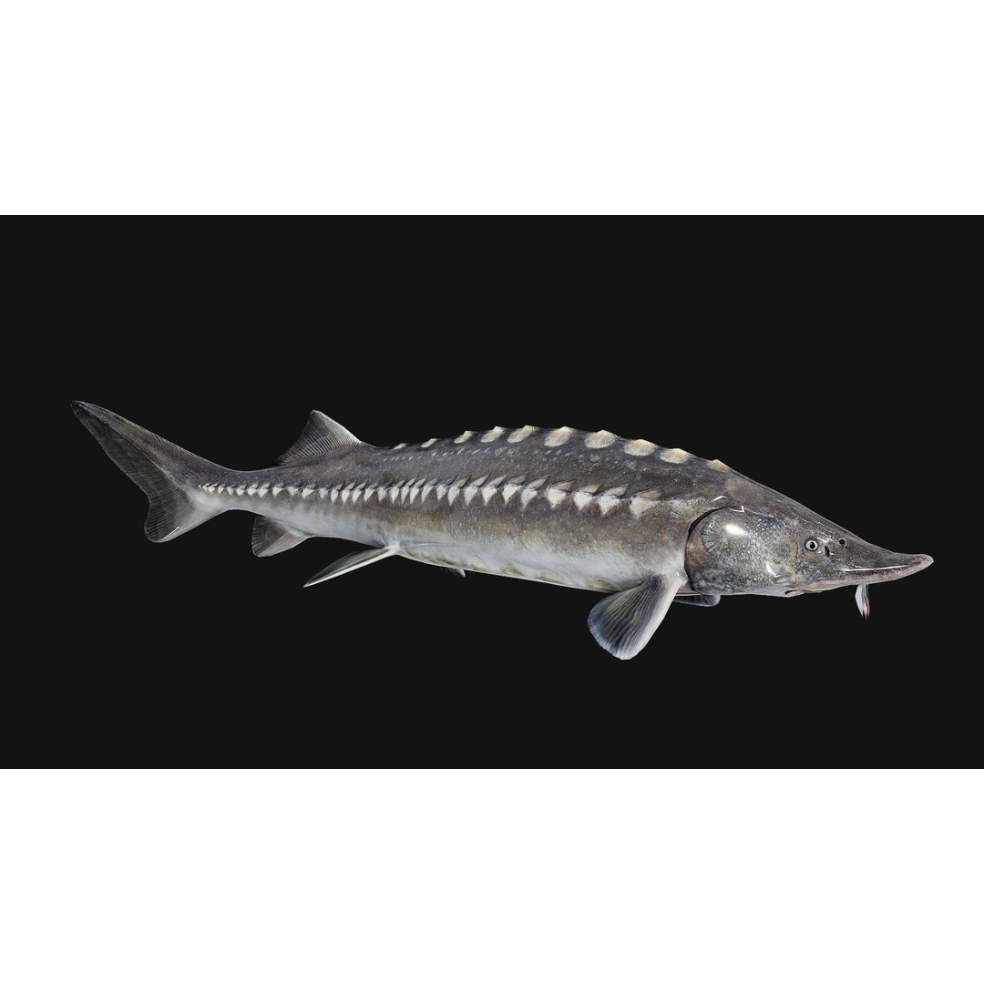 Sturgeon Freshwater Fish 3D Model – Low Poly Rigged Asset, FBX - View 17
