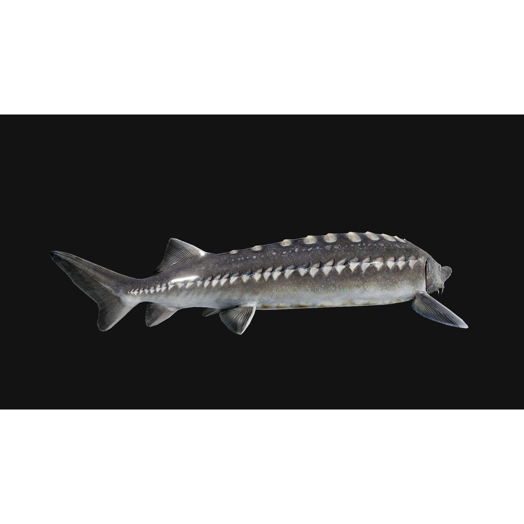 Sturgeon Freshwater Fish 3D Model – Low Poly Rigged Asset, FBX - View 18