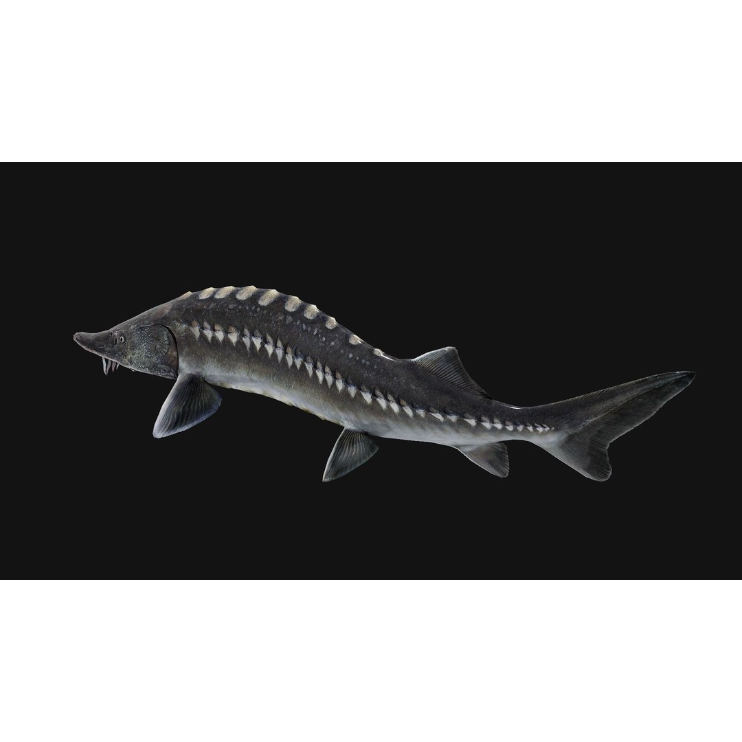 Sturgeon Freshwater Fish 3D Model – Low Poly Rigged Asset, FBX - View 19