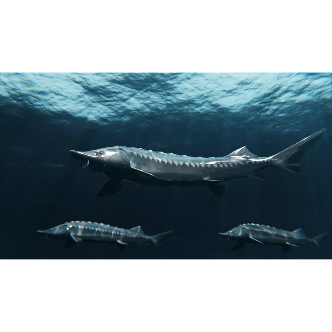 Sturgeon Freshwater Fish 3D Model – Low Poly Rigged Asset, FBX - View 2