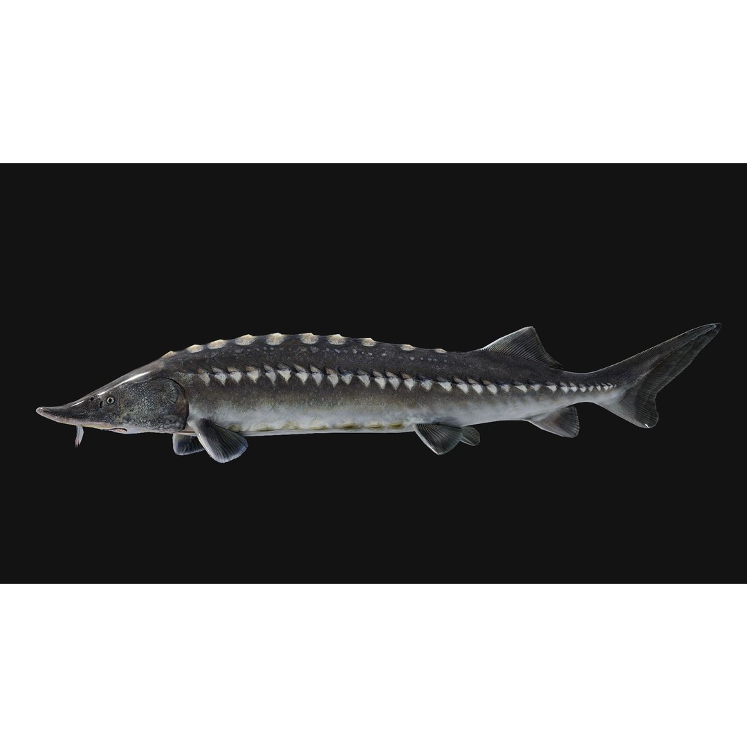 Sturgeon Freshwater Fish 3D Model – Low Poly Rigged Asset, FBX - View 20