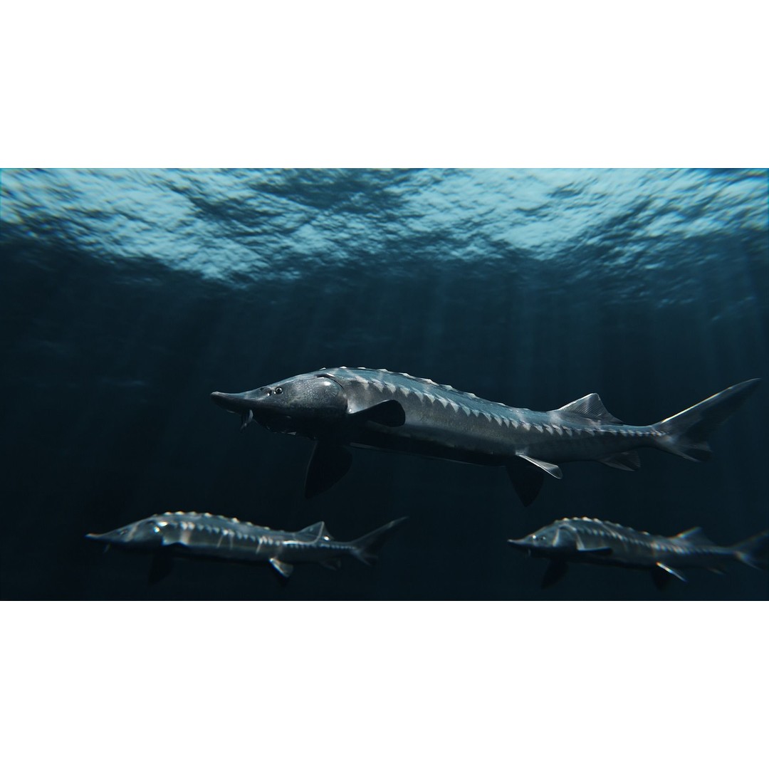 Sturgeon Freshwater Fish 3D Model – Low Poly Rigged Asset, FBX - View 3