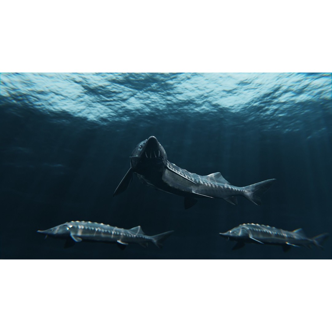 Sturgeon Freshwater Fish 3D Model – Low Poly Rigged Asset, FBX - View 4