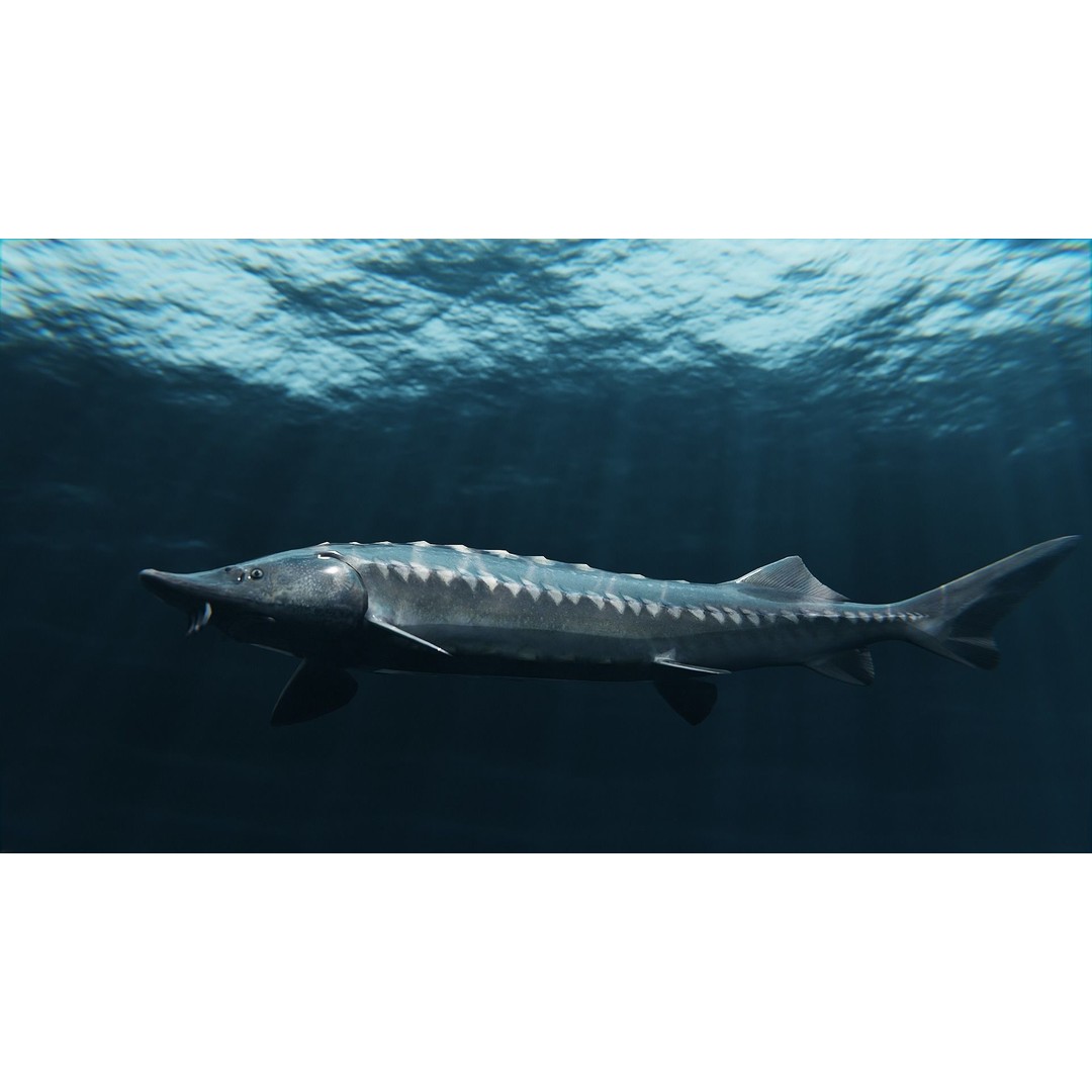 Sturgeon Freshwater Fish 3D Model – Low Poly Rigged Asset, FBX - View 5