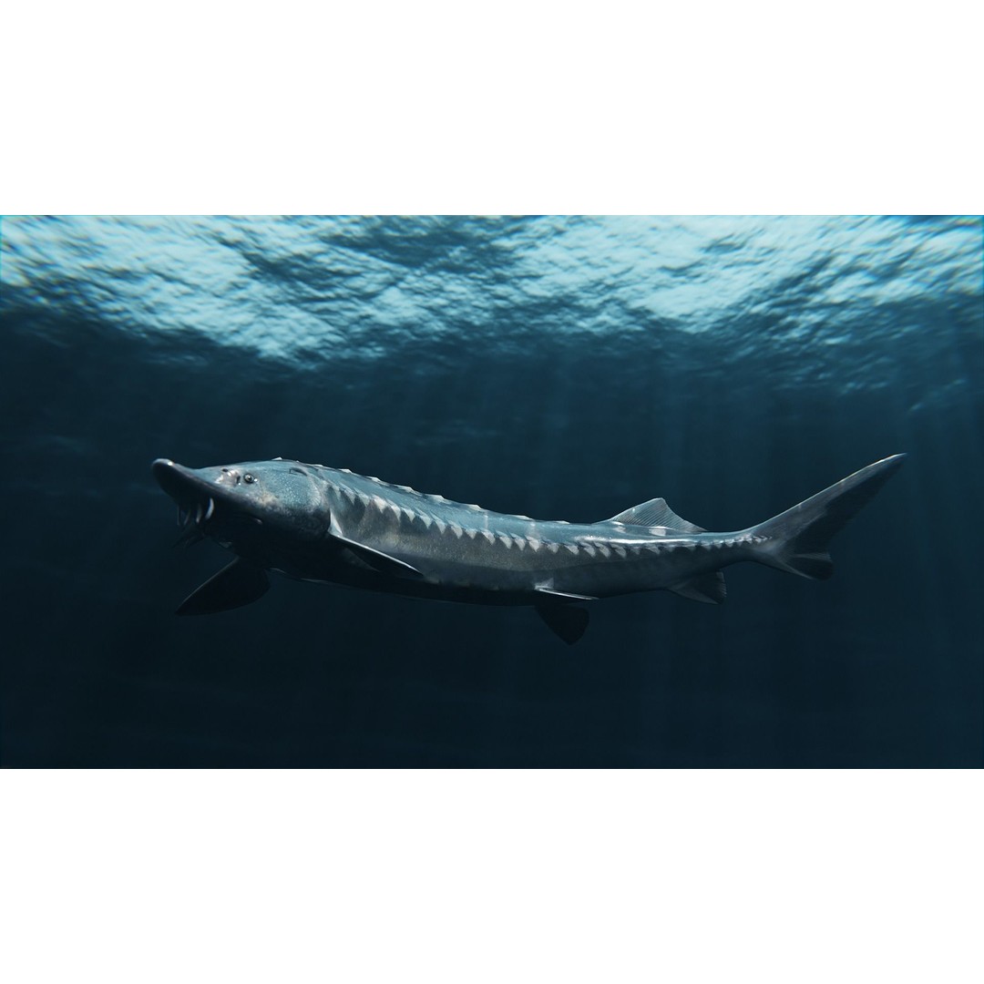 Sturgeon Freshwater Fish 3D Model – Low Poly Rigged Asset, FBX - View 6