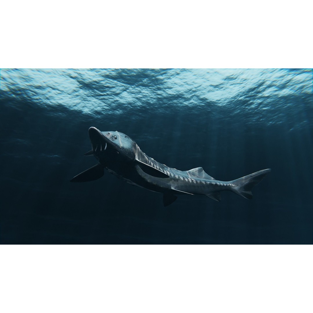 Sturgeon Freshwater Fish 3D Model – Low Poly Rigged Asset, FBX - View 7