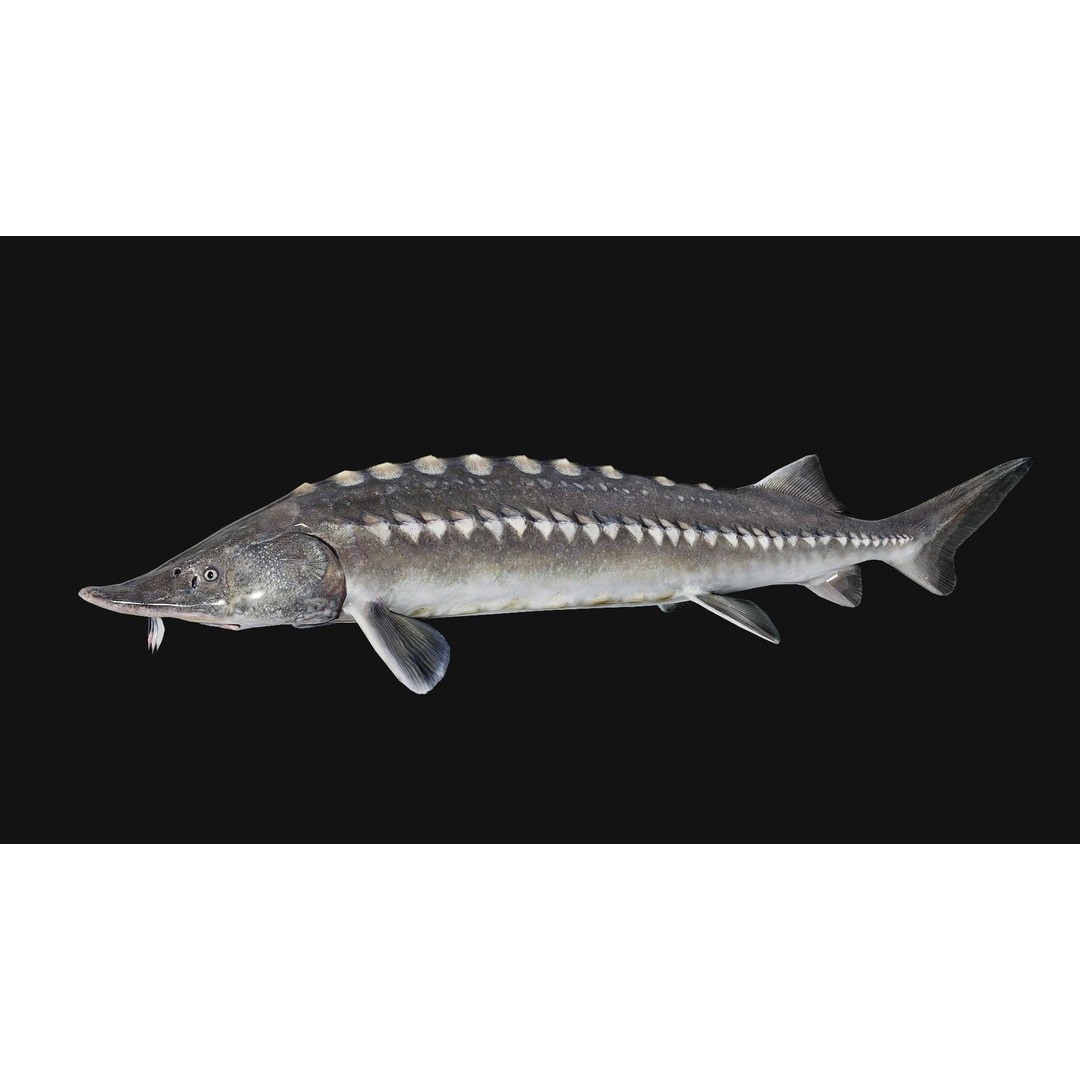 Sturgeon Freshwater Fish 3D Model – Low Poly Rigged Asset, FBX - View 8
